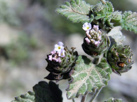 Image of brushland shrubverbena