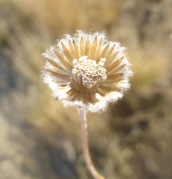 Image of desert marigold