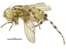 Image of Phyllomyzinae