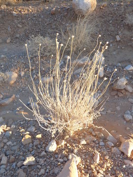 Image of desert marigold