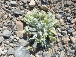 Image of desert marigold