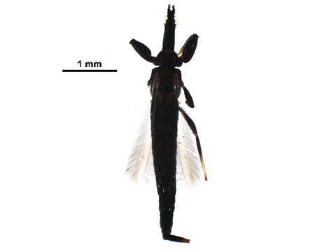 Image of Elaphrothrips