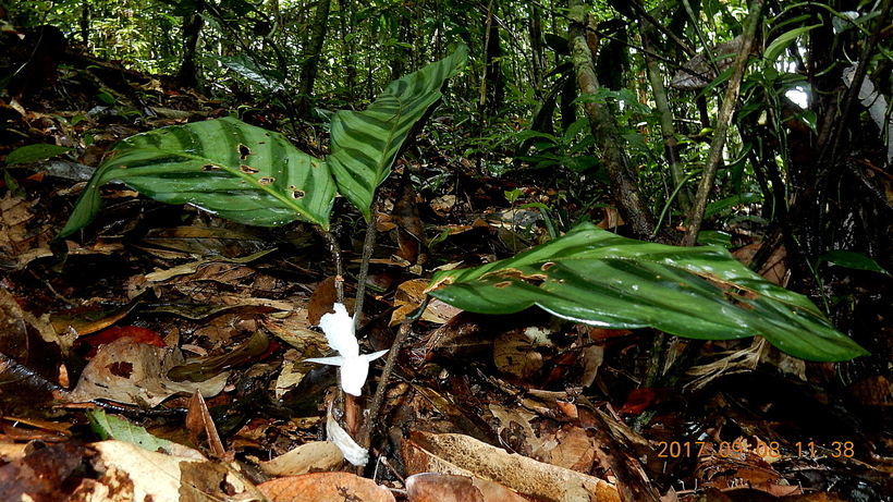 Image of <i>Goeppertia mendesiana</i>