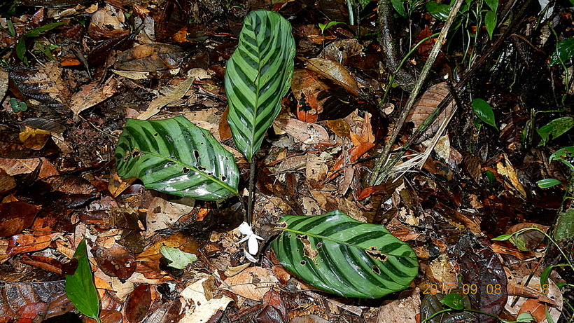 Image of <i>Goeppertia mendesiana</i>