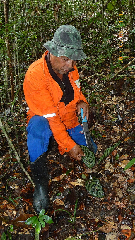 Image of <i>Goeppertia mendesiana</i>