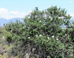 Image de Cordia boissieri A. DC.