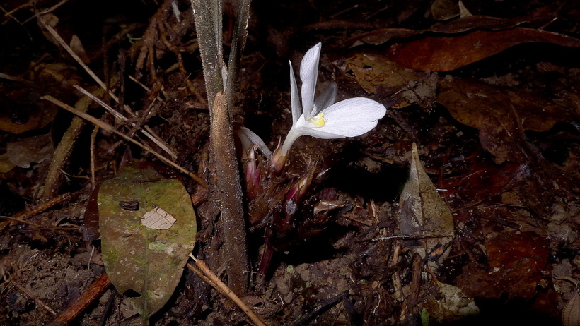 Image of <i>Goeppertia mendesiana</i>