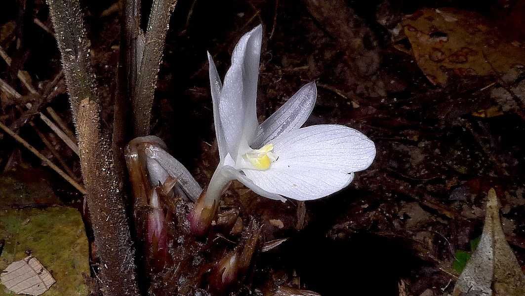 Image of <i>Goeppertia mendesiana</i>