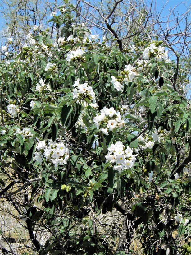 Image de Cordia boissieri A. DC.