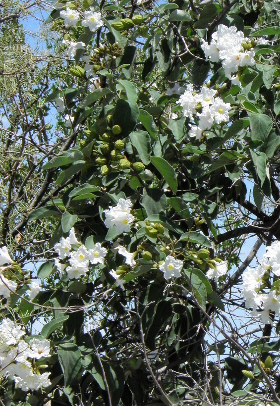 Image de Cordia boissieri A. DC.