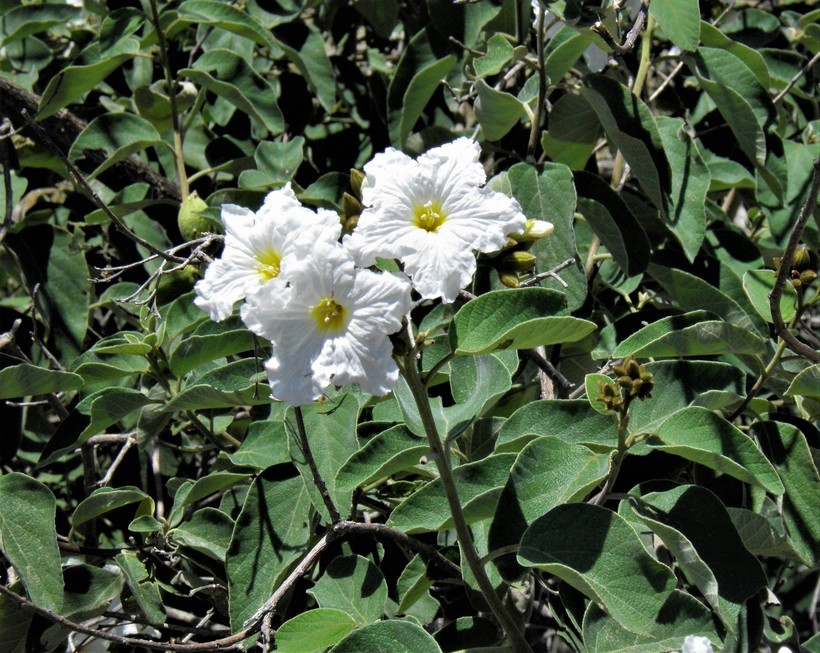 Image de Cordia boissieri A. DC.