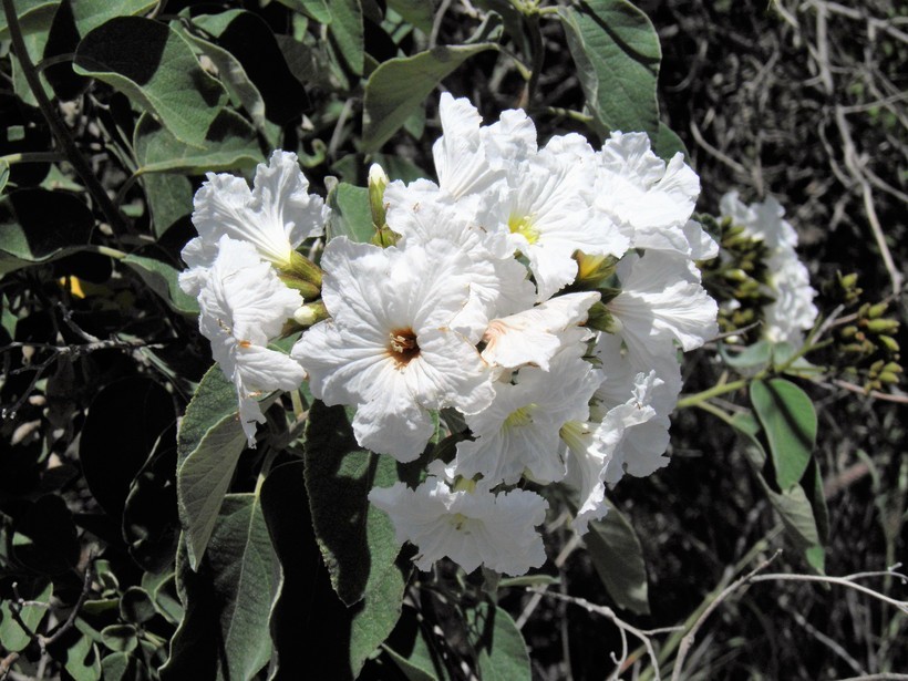 Image de Cordia boissieri A. DC.