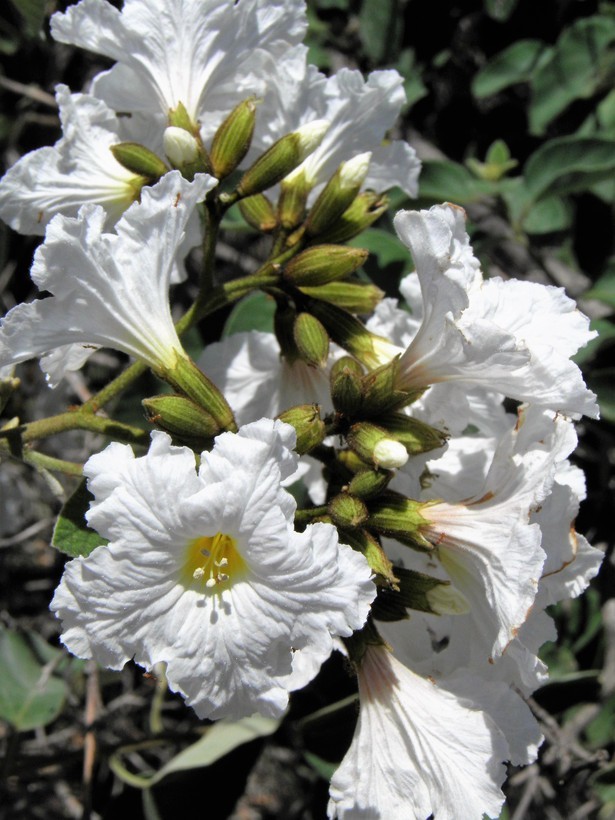 Image de Cordia boissieri A. DC.