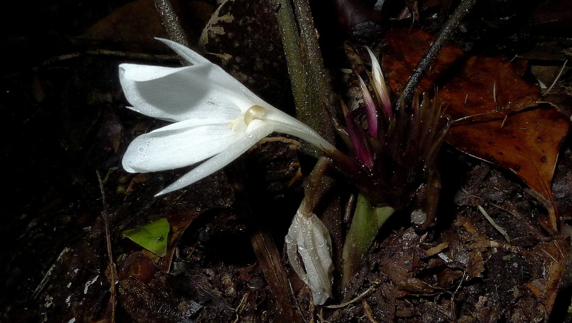 Image of <i>Goeppertia mendesiana</i>