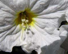 Image de Cordia boissieri A. DC.