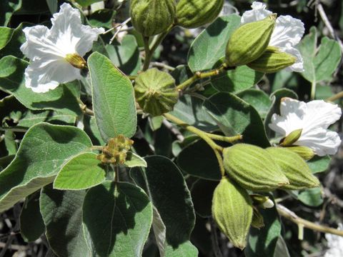 Image de Cordia boissieri A. DC.