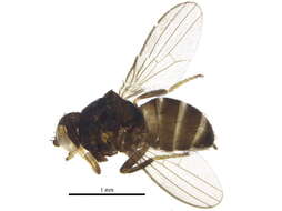 Image of Phyllomyzinae