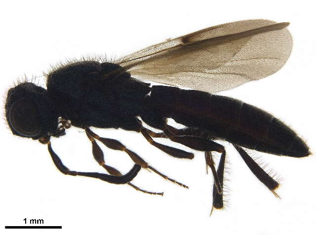 Image of Sparasionidae