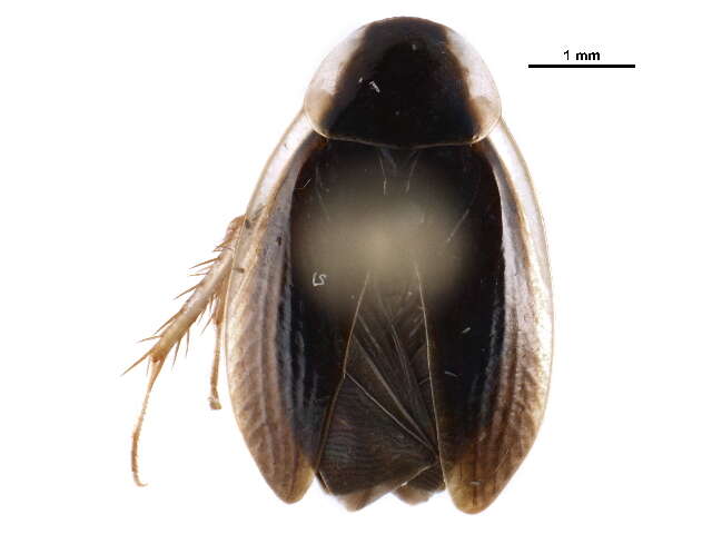 Image of Corydioidea