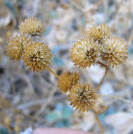 صورة Bahiopsis reticulata (S. Wats.) E. E. Schilling & Panero