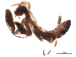 Image of Photinaidae