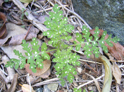 Image de Eucrypta chrysanthemifolia (Benth.) Greene