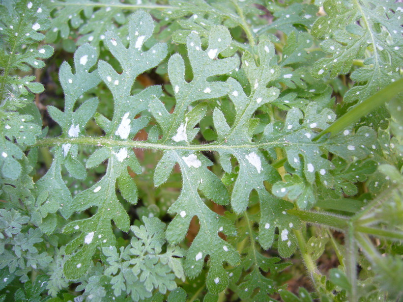 Image de Eucrypta chrysanthemifolia (Benth.) Greene