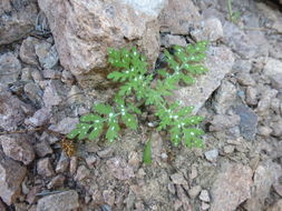 Image of Eucrypta chrysanthemifolia (Benth.) Greene