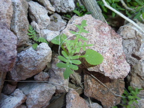 Image de Eucrypta chrysanthemifolia (Benth.) Greene