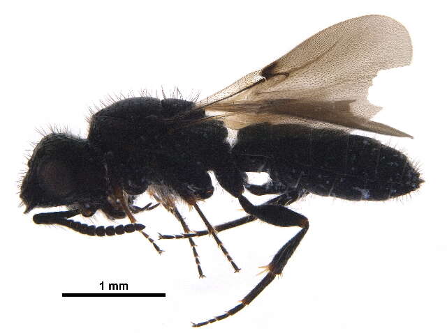 Image of Sparasionidae