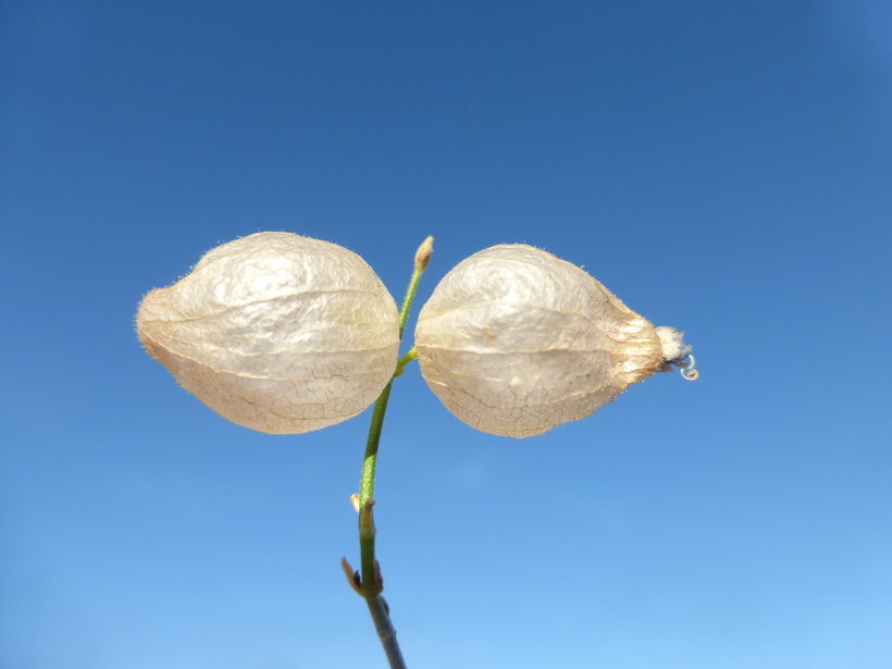 Imagem de Scutellaria mexicana (Torr.) A. J. Paton