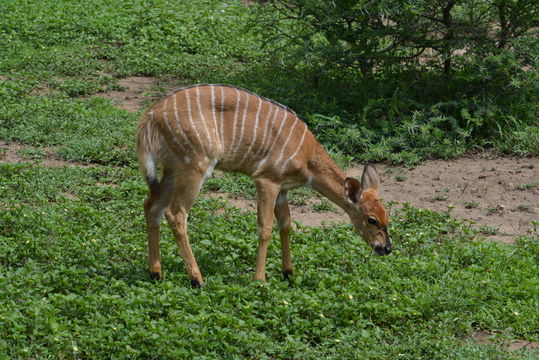 Image of Nyala