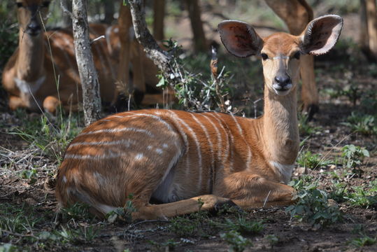 Image of Nyala