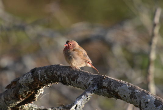 Image of Red-billed Firefinch