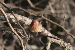 Image of Red-billed Firefinch