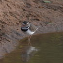 Image of African Three-banded Plover