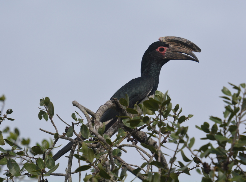 Image of Trumpeter Hornbill