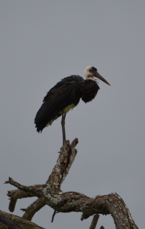 Image of Asian Woolly-necked Stork