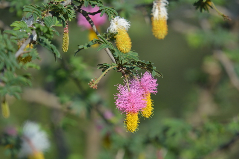 Слика од Dichrostachys cinerea (L.) Wight & Arn.