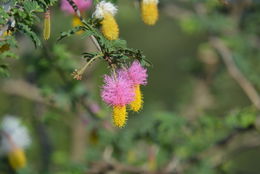 Image of Sicklebush