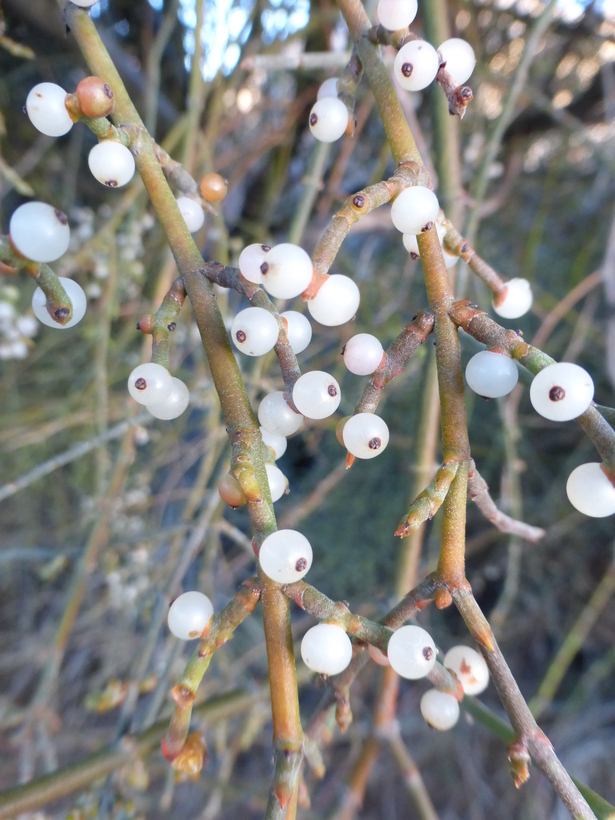 Image of mesquite mistletoe