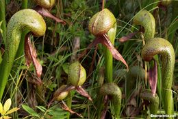 Image of California pitcherplant