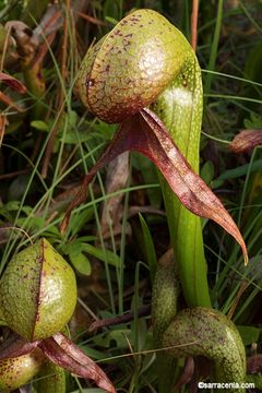 Image of California pitcherplant