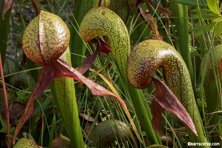 Image of California pitcherplant