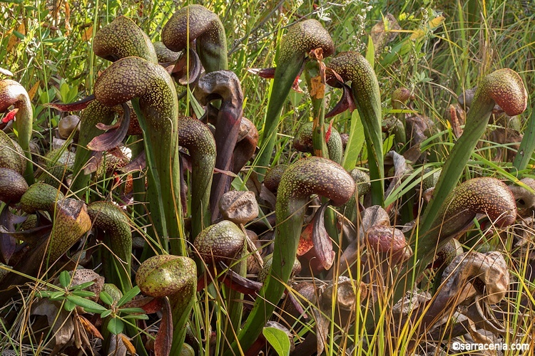 Image of California pitcherplant