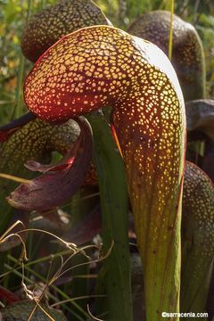 Image of California pitcherplant