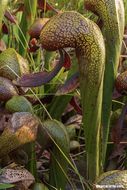 Image of California pitcherplant