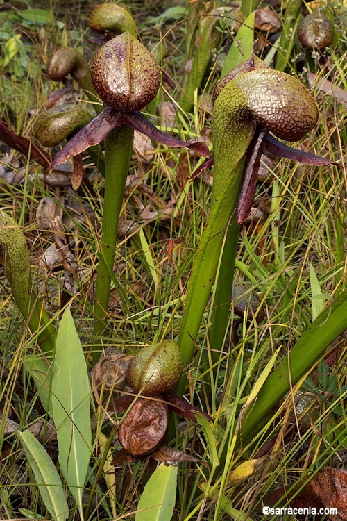 Image of California pitcherplant