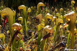 Image of California pitcherplant