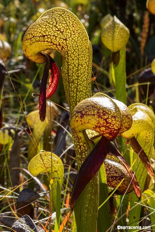 Image of California pitcherplant